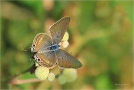 <p>MODRÁSEK CIZOKRAJNÝ (Lampides boeticus) Řecko - Kréta ---- /Long-tailed blue - Großer Wanderbläuling/</p>